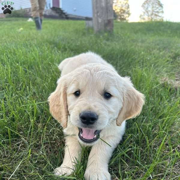 Max, Golden Retriever Puppy